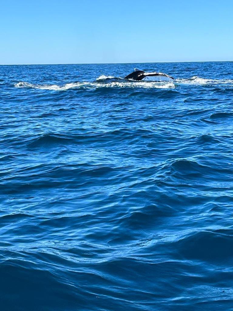 Hotel- Whale Tours And Sport Fishing Vista Mag-Bay Puerto San Carlos エクステリア 写真