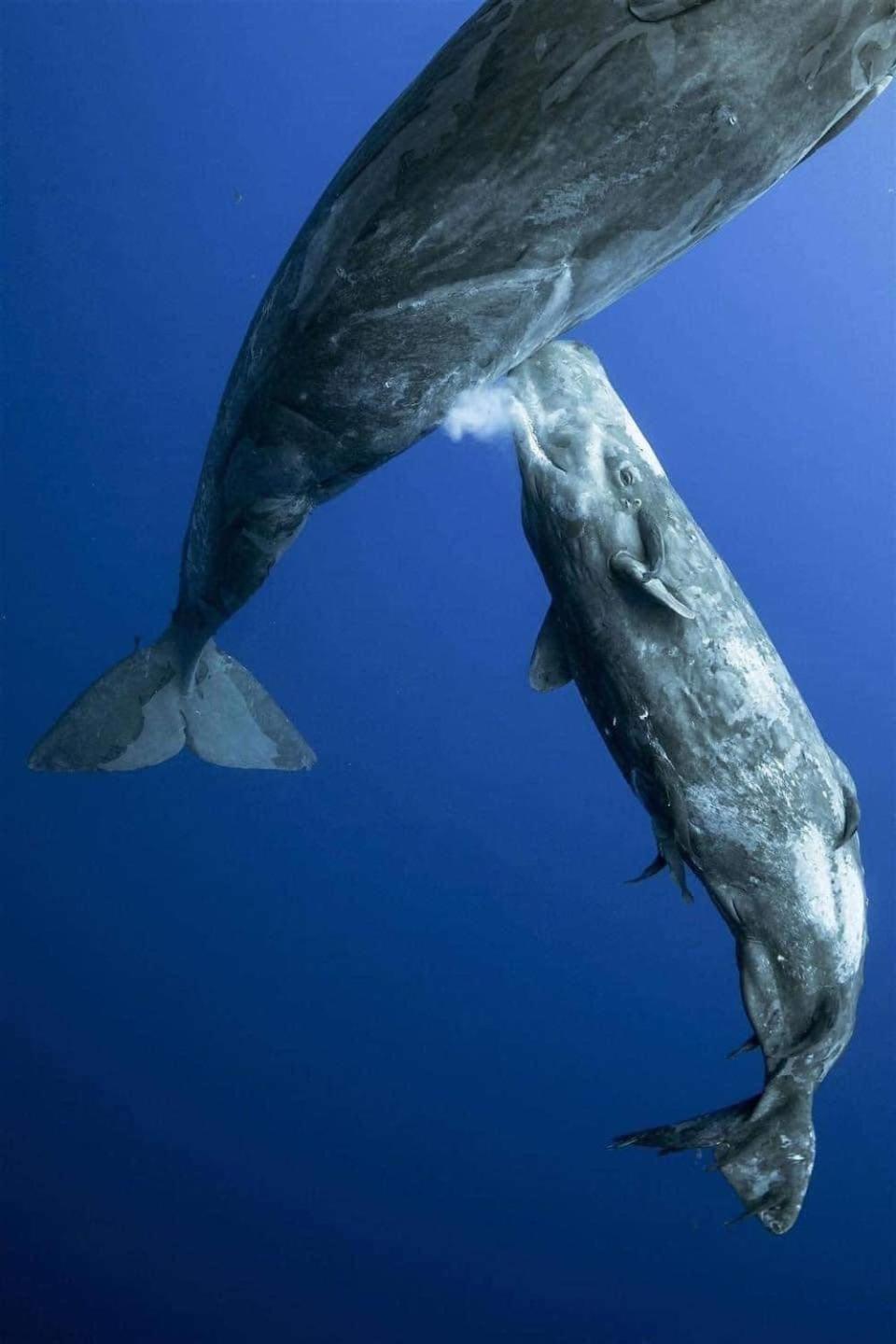 Hotel- Whale Tours And Sport Fishing Vista Mag-Bay Puerto San Carlos エクステリア 写真